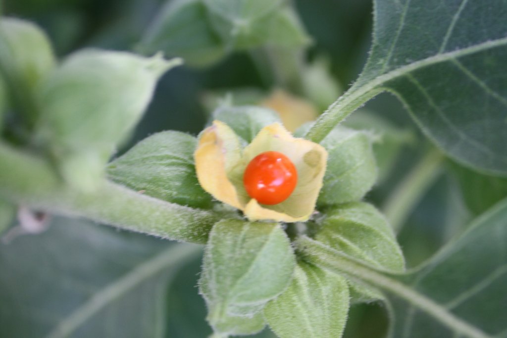 Hormone Balance Cream Active Ingredients and Benefits