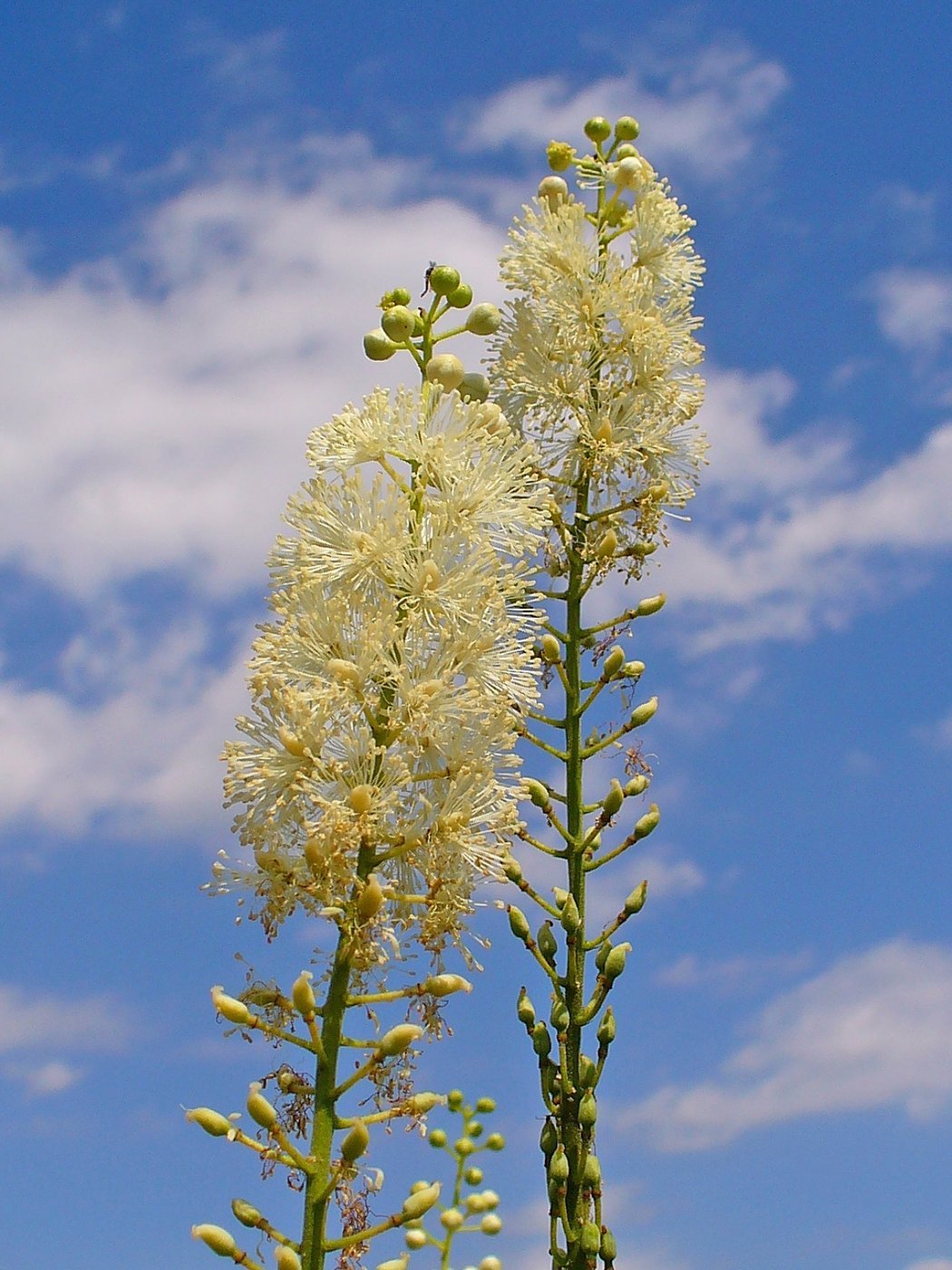 Hormone Balance Cream Active Ingredients and Benefits
