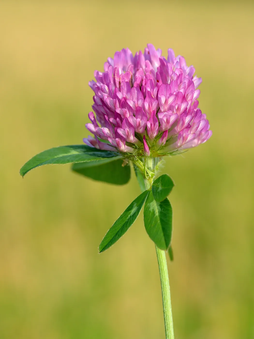 Hormone Balance Cream Active Ingredients and Benefits