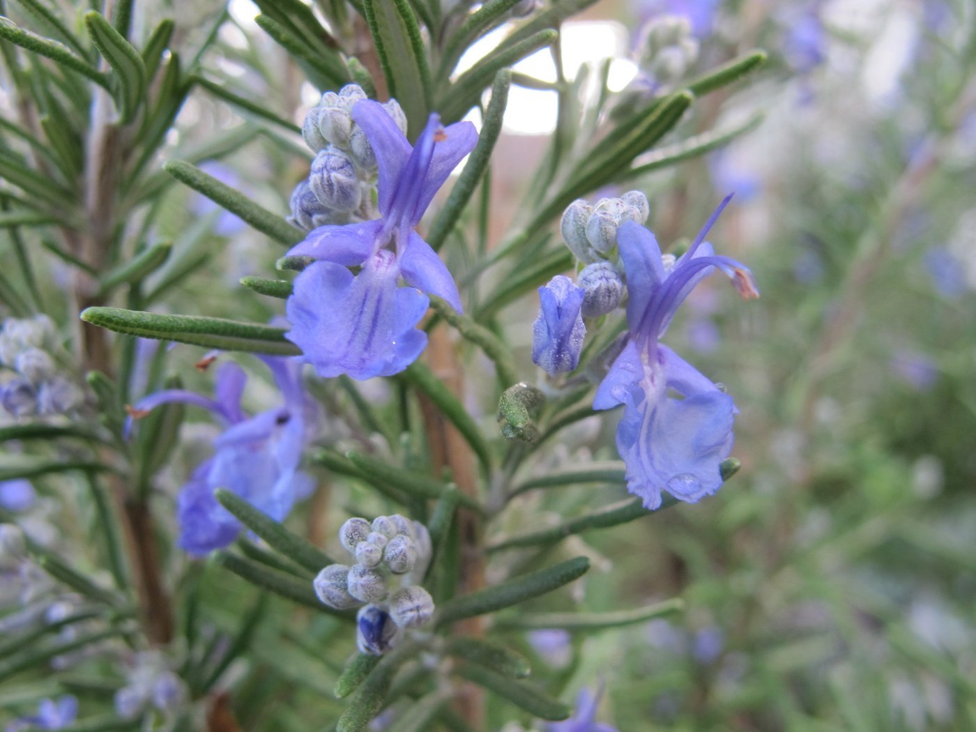 Hormone Balance Cream Active Ingredients and Benefits